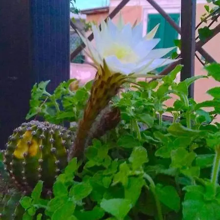 Fiore Appartamento *