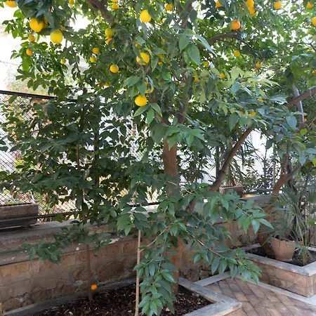 The Orange Garden Apartment Rome