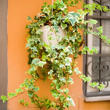 The Nest * Roma