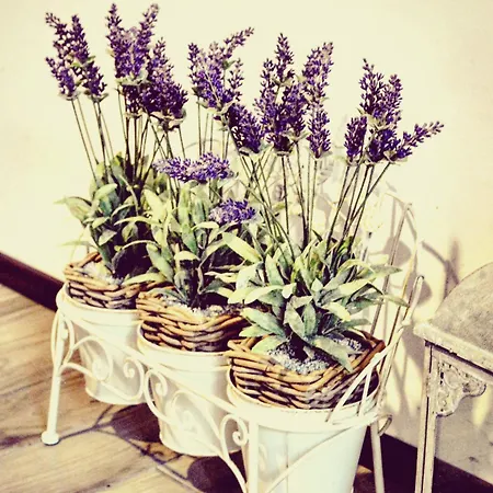 Bed & Breakfast Romantic Dreams 2*