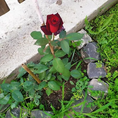 Valletta Fiorita Homestay Rome