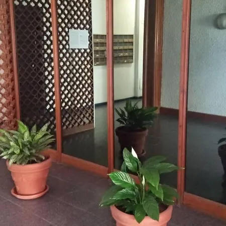 Aurelia - Begonia Rzym