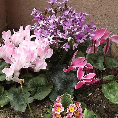 Bed & Breakfast La Casa Di Ro Rome
