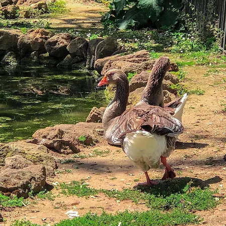 בית הארחה Campo24roma