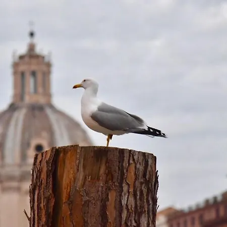 Cedro Apartment Apartment Rome