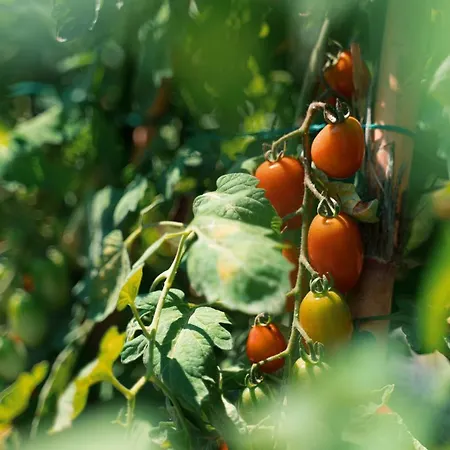 Il Giardino Di Gabri