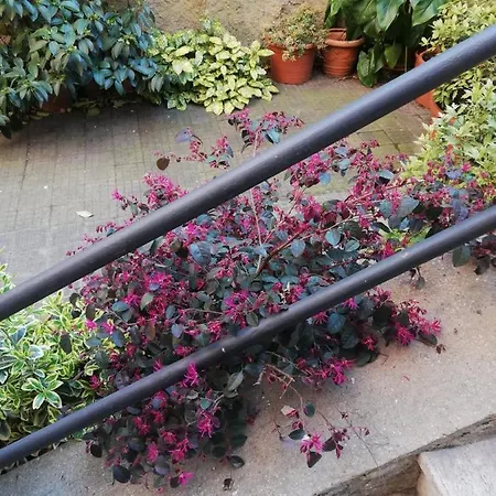 Tra Gianicolo E Trastevere *