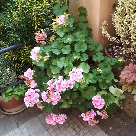 Bed & Breakfast Tra Gianicolo E Trastevere