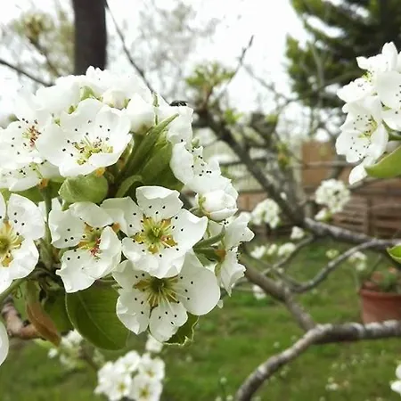 Ripe'S Forest Garden Guest House * Roma