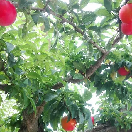 Ripe'S Forest Garden Guest House Roma