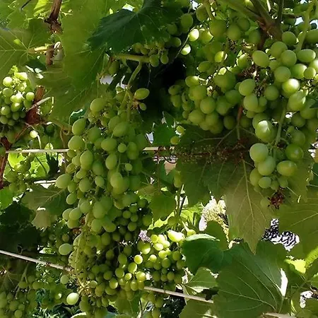Pensión Ripe's Forest Garden