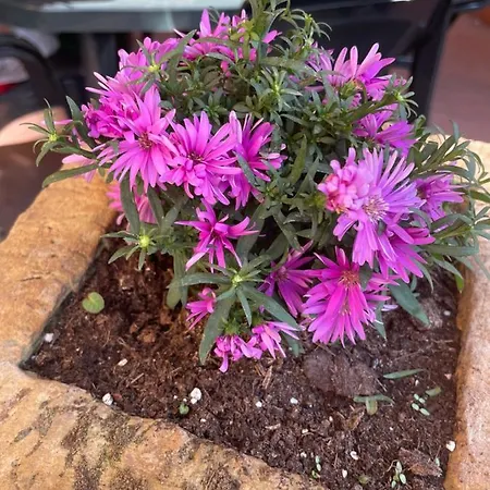 Apartamento Casa Rosa *