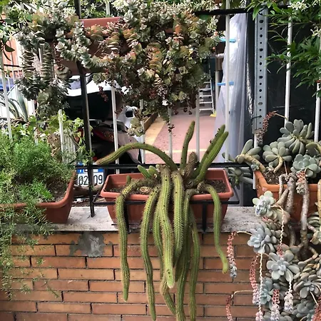 Lizartgarden Panoramic Roma