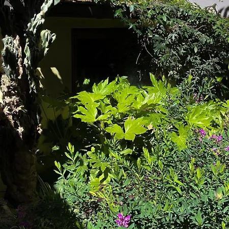 Loquat House Nel Giardino Segreto In Zona Vaticano Roma