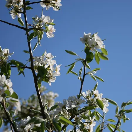 Il Giardino Di Gabri Bed & Breakfast Rome