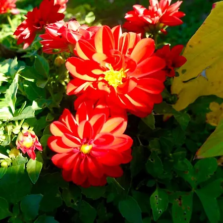 The Flower House Bed & Breakfast *