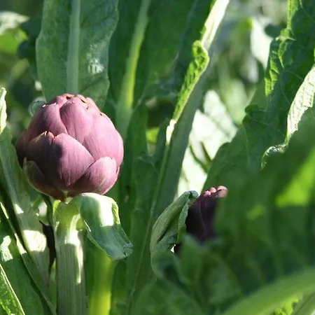 Bed & Breakfast Il Giardino Di Gabri