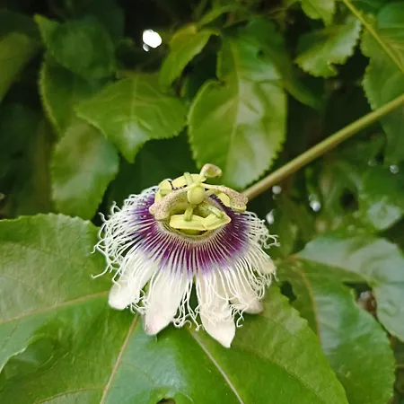 Pensión Ripe's Forest Garden