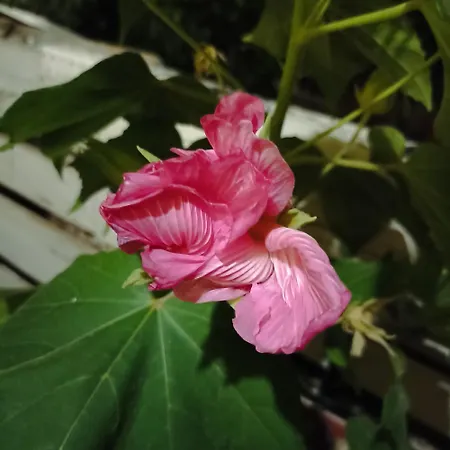 Ripe'S Forest Garden Guest House