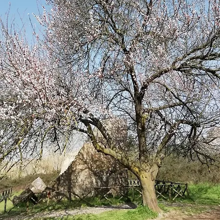 Gioia Di Rome
