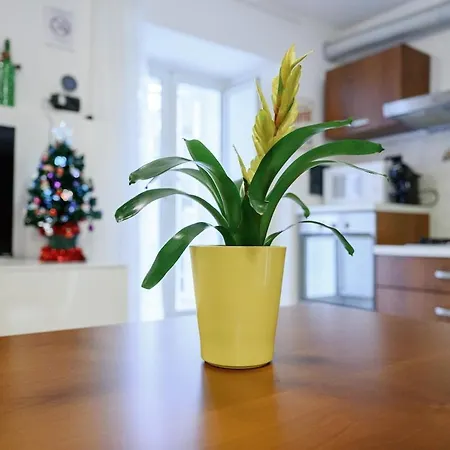 Zizi House Apartment Rome