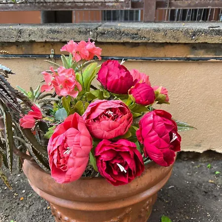 Dei Fiori