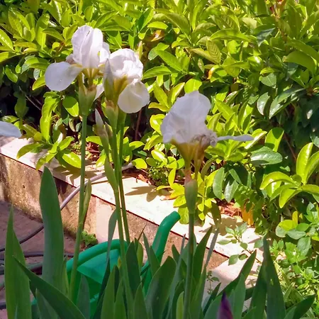Holiday home Antico Gelso