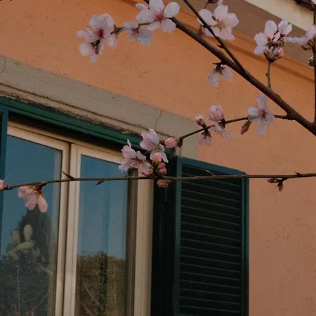 Antico Gelso