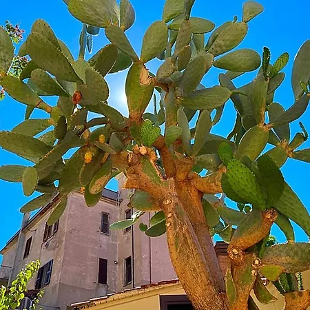 Ltpanella Rose Flat Apartment