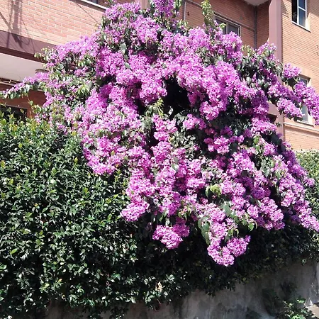 Bed & Breakfast Bouganville Rom