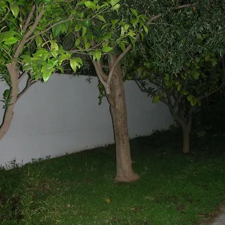 Bouganville