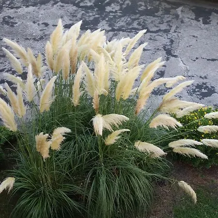 Vecchia فندق مبيت وإفطار