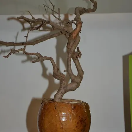 L'appartamento Di Bonelli Rome