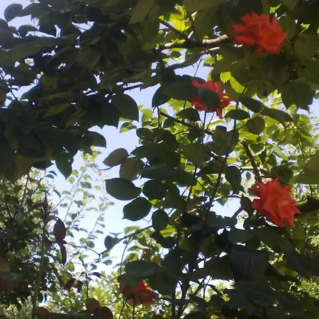 Bed & Breakfast Il Giardino Di Gabri *