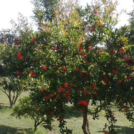 Il Giardino Di Gabri *