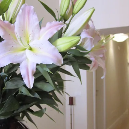 Guest house Amaranto 3*