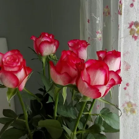 Villino Appio Bed & Breakfast *
