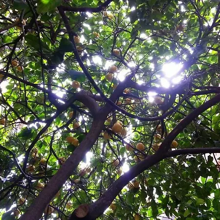 Affittacamere Il Limone Nascosto *