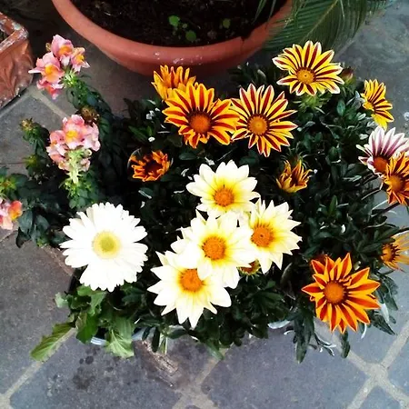 Bed & Breakfast La Casa Di Ro Rome