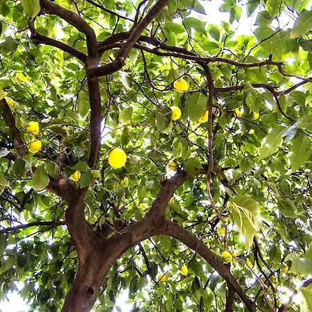 Il Limone A San Pietro * Řím