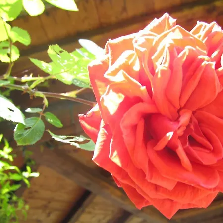 Il Casale Dell'ara Delle Rose