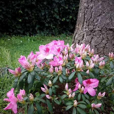 Bed & Breakfast Villino Appio *