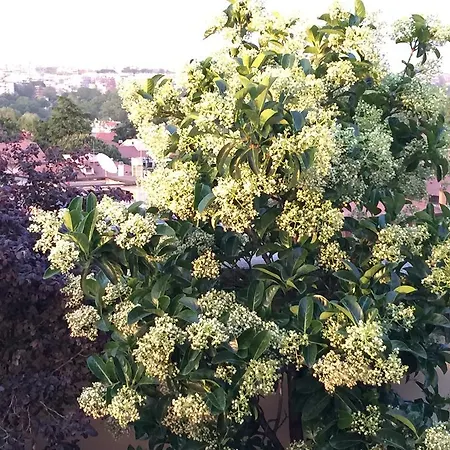 Terrazza Fiorita Rome