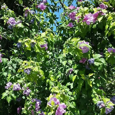 Bed & Breakfast Il Giardino Di Gabri