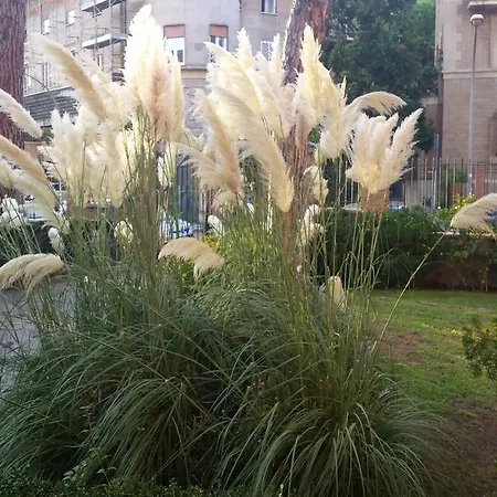 Vecchia 2*