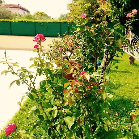 Floral House Ciampino Homestay *