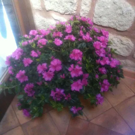 Simonetta Ai Musei Vaticani Bed & Breakfast 2*