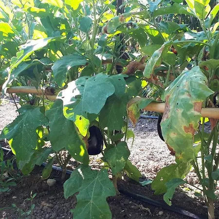 Bed & Breakfast Il Giardino Di Gabri Rome