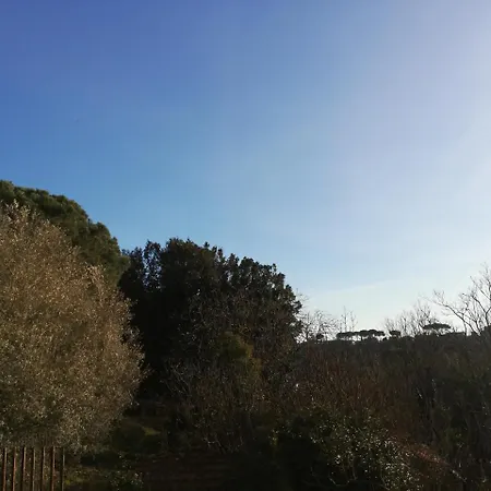 La Mimosa