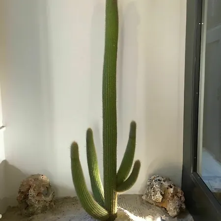 1880 어티피컬 룸 2*